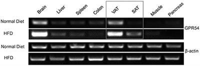 Kisspeptin Receptor GPR54 Promotes Adipocyte Differentiation and Fat Accumulation in Mice